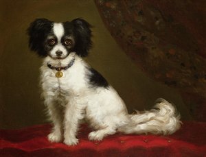 Ritratto di uno spaniel